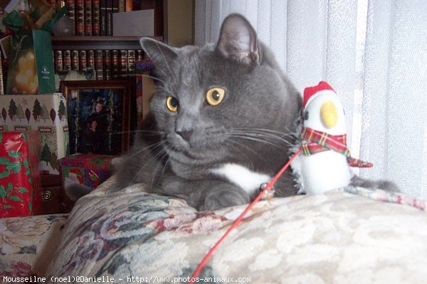 Photo de Chartreux