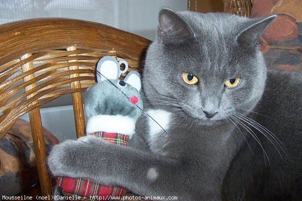 Photo de Chartreux