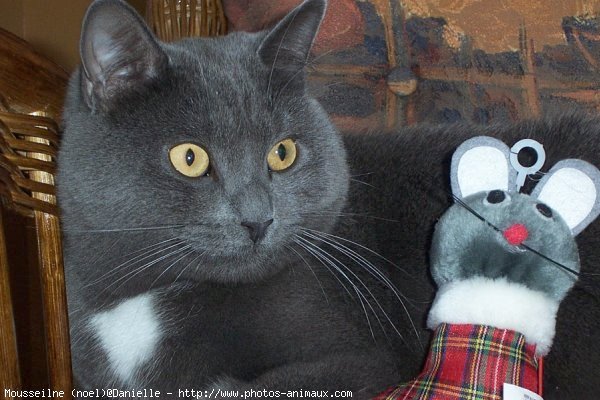 Photo de Chartreux