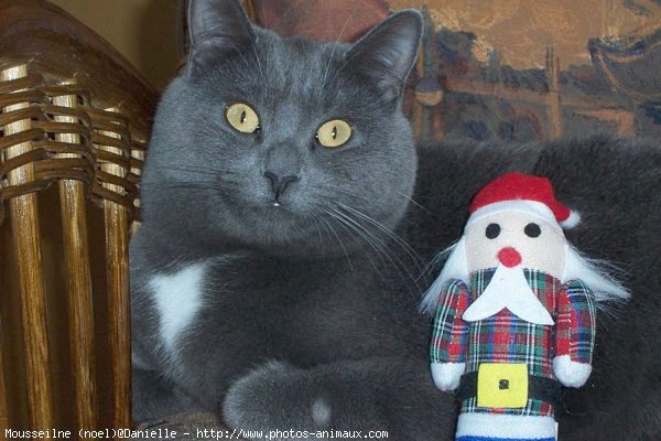 Photo de Chartreux