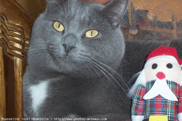 Photo de Chartreux