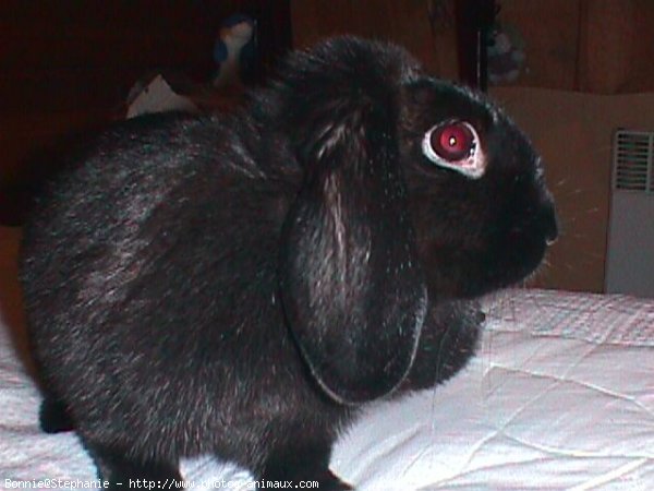 Photo de Lapin