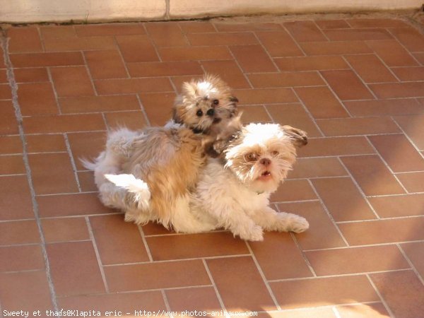 Photo de Shih tzu