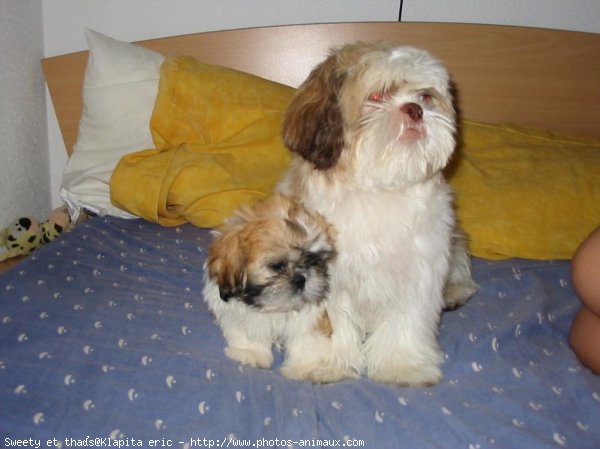 Photo de Shih tzu