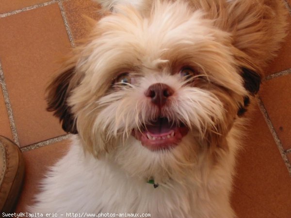 Photo de Shih tzu