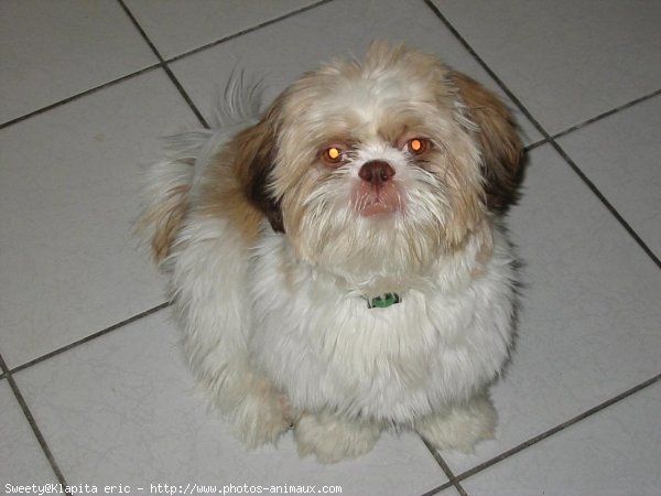 Photo de Shih tzu