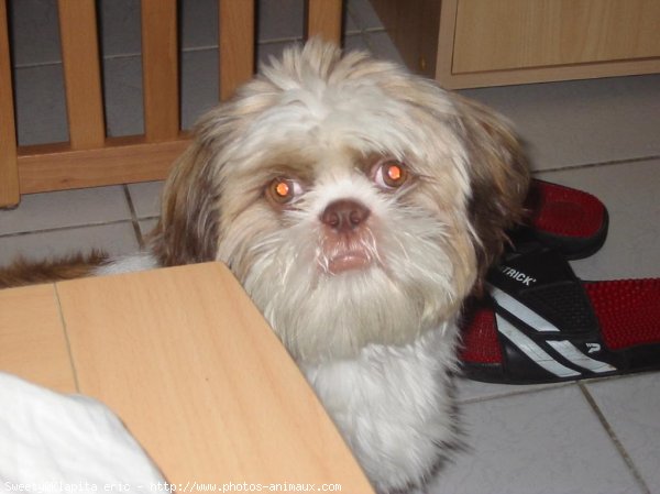 Photo de Shih tzu