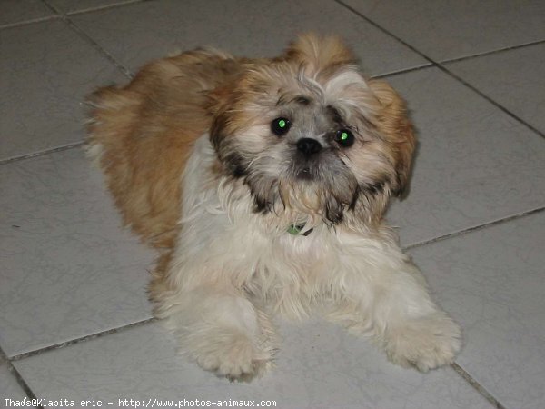 Photo de Shih tzu