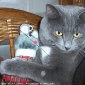 Photo de Chartreux