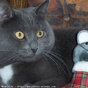 Photo de Chartreux