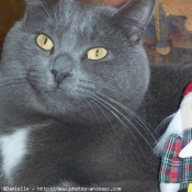 Photo de Chartreux