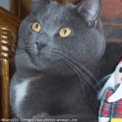 Photo de Chartreux