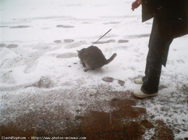 Photo de Chat domestique