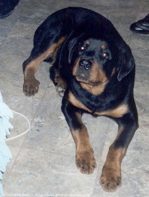 Photo de Rottweiler