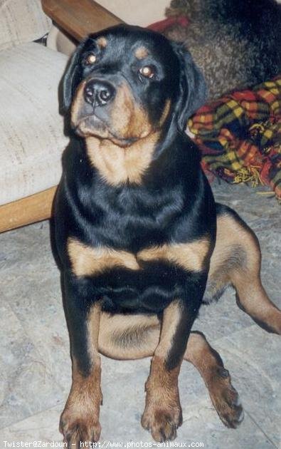 Photo de Rottweiler