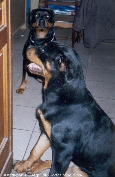 Photo de Rottweiler