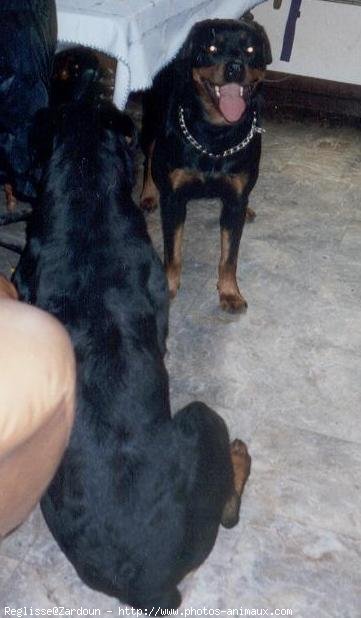 Photo de Rottweiler