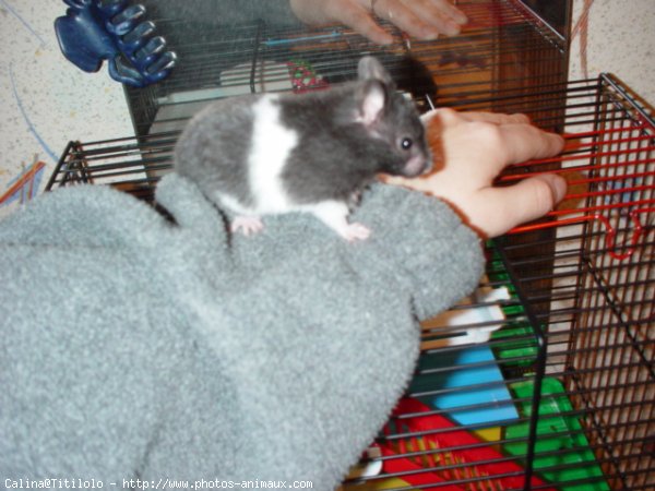 Photo de Hamster