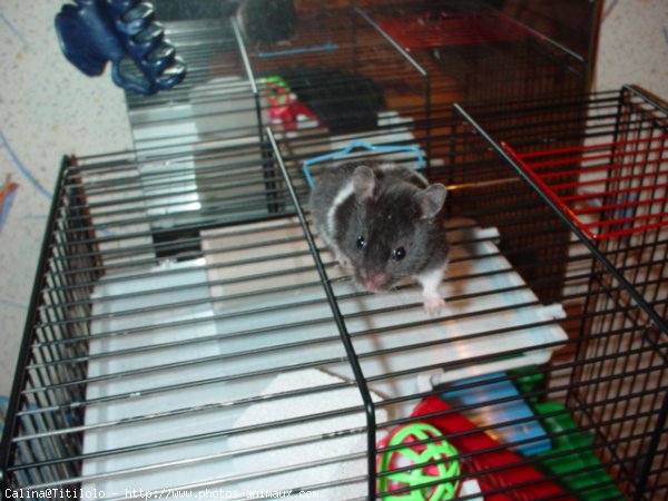 Photo de Hamster