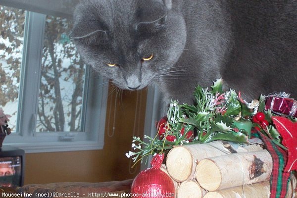 Photo de Chartreux