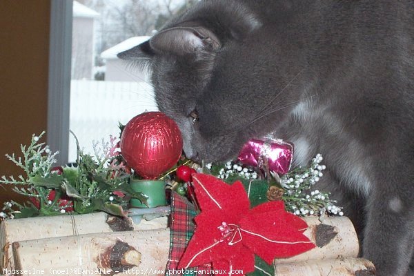 Photo de Chartreux