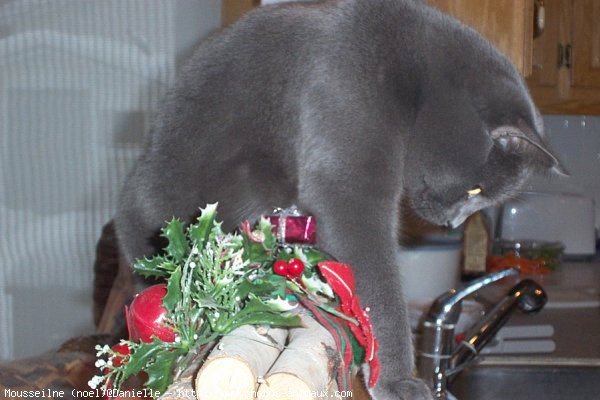 Photo de Chartreux