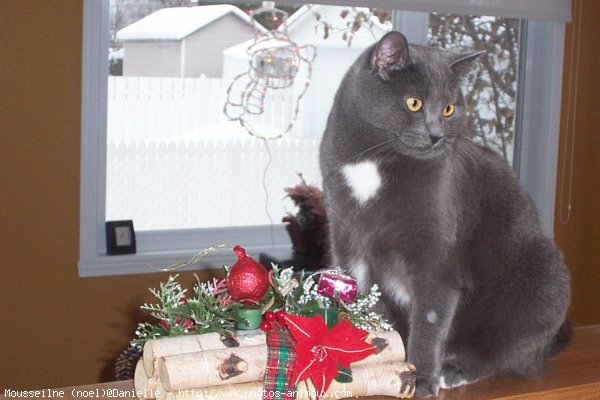 Photo de Chartreux