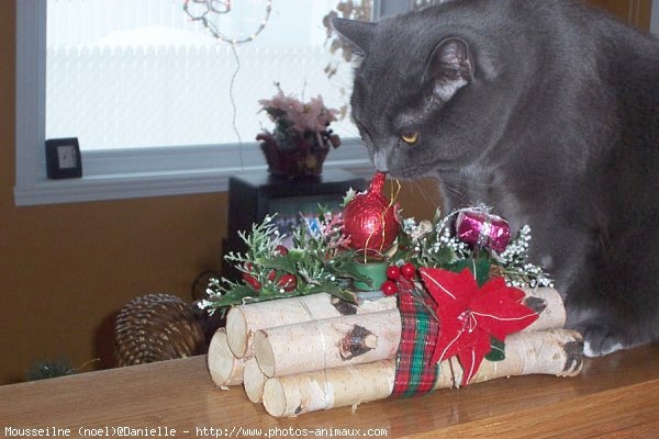 Photo de Chartreux