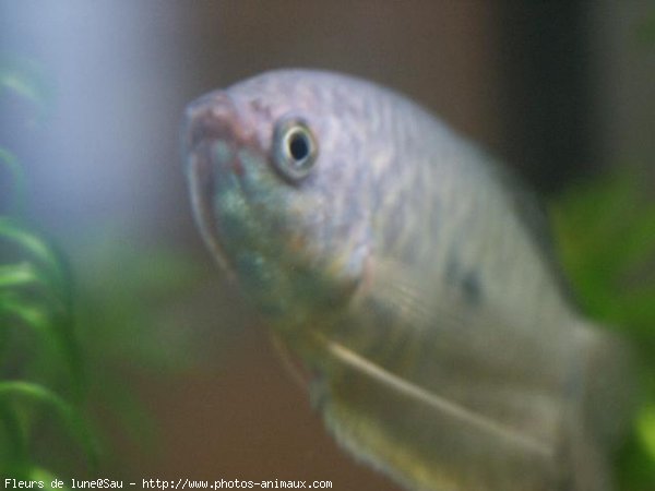 Photo de Poissons rouges