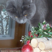 Photo de Chartreux