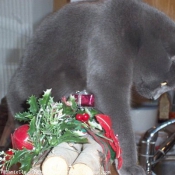 Photo de Chartreux