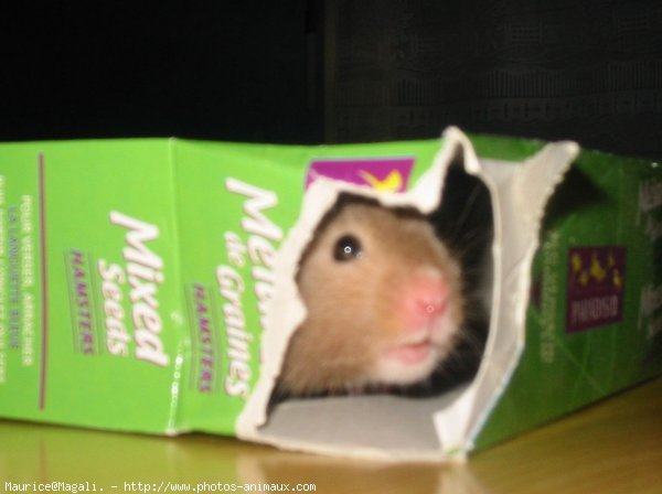 Photo de Hamster