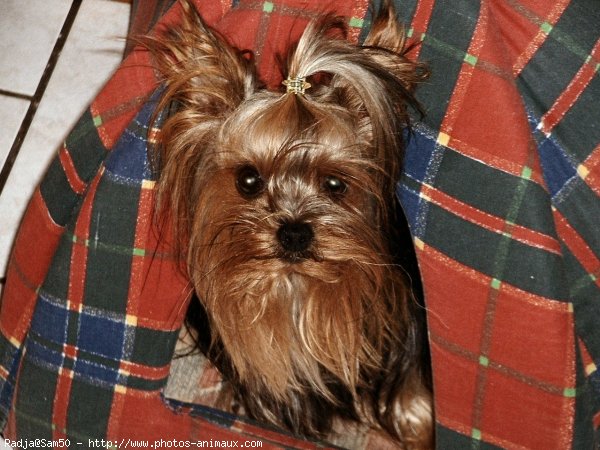 Photo de Yorkshire terrier