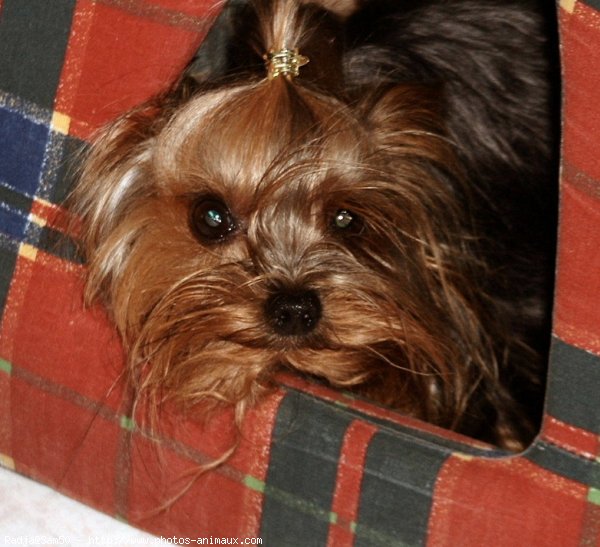 Photo de Yorkshire terrier