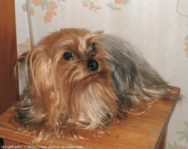 Photo de Yorkshire terrier