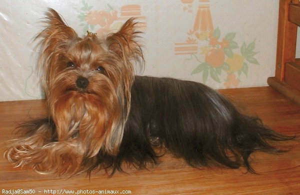 Photo de Yorkshire terrier