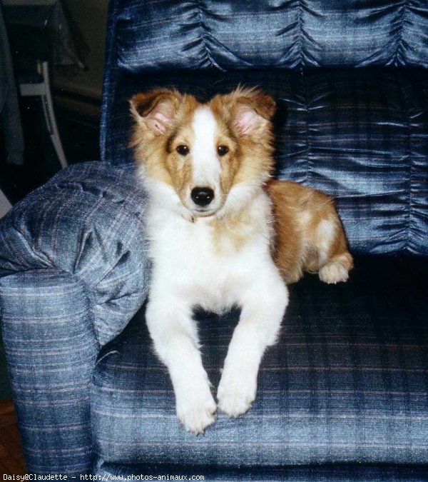 Photo de Chien de berger des shetland