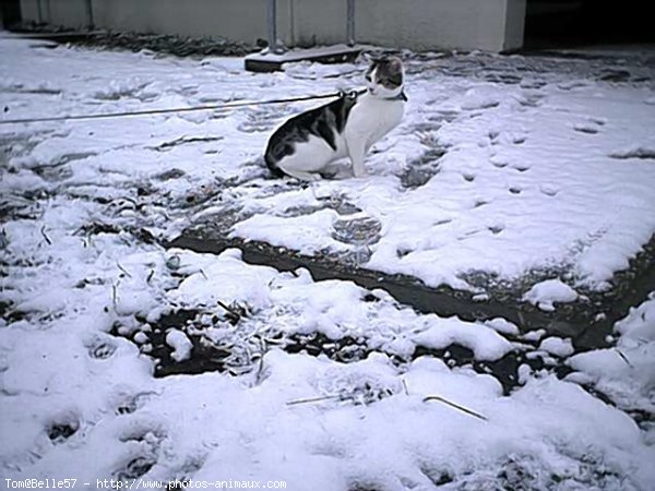 Photo de Chat domestique