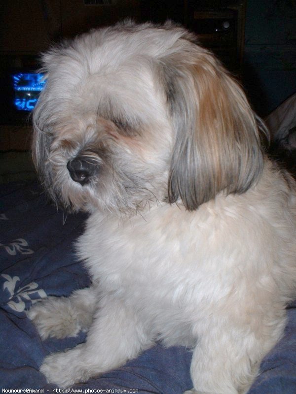 Photo de Lhassa apso