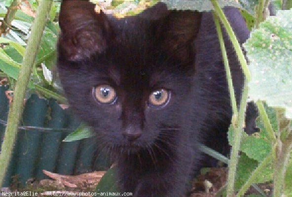 Photo de Chat domestique