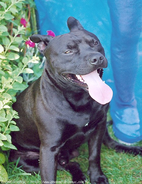 Photo d'American staffordshire terrier