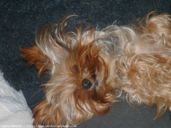 Photo de Yorkshire terrier