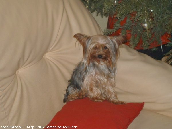 Photo de Yorkshire terrier