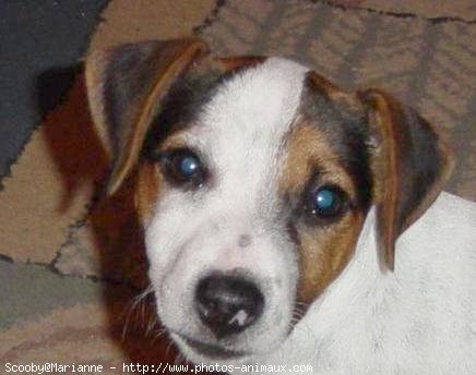 Photo de Jack russell terrier