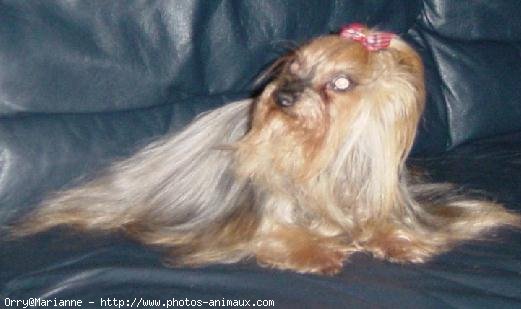 Photo de Yorkshire terrier