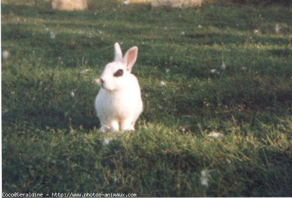 Photo de Lapin