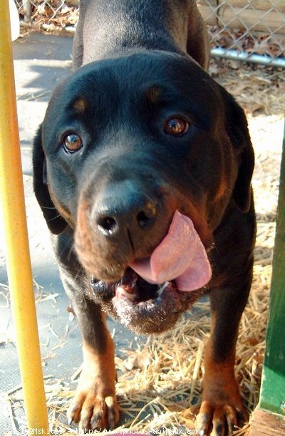 Photo de Rottweiler