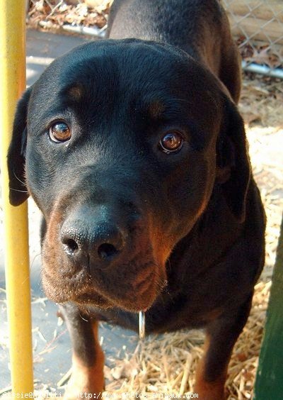 Photo de Rottweiler