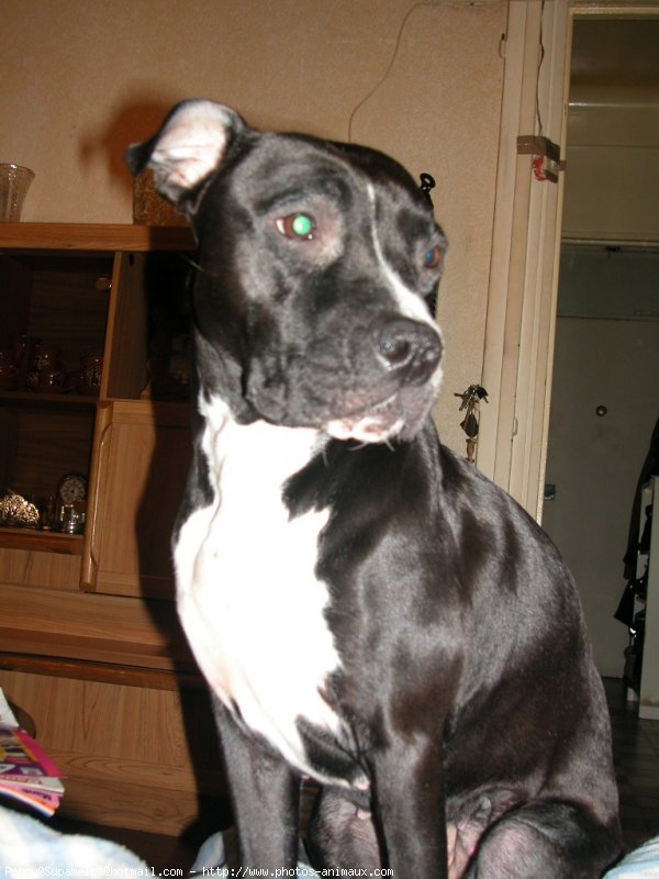 Photo d'American staffordshire terrier