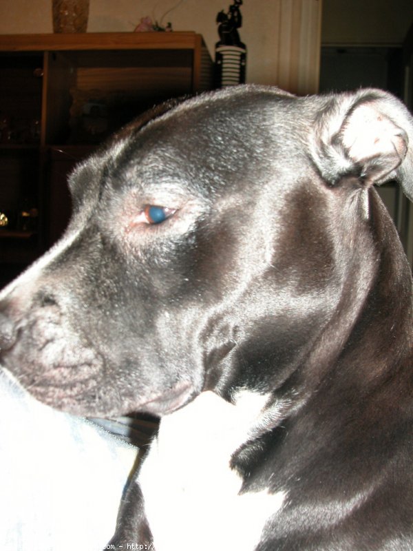 Photo d'American staffordshire terrier